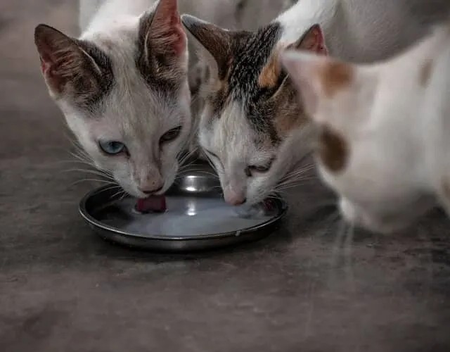 Grooming and Hygiene Basics for Kittens