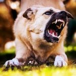 Common Dog Behavior Problems and How to Fix Them Featured image