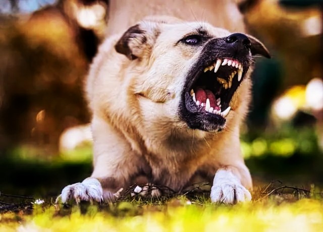 Common Dog Behavior Problems and How to Fix Them Featured image