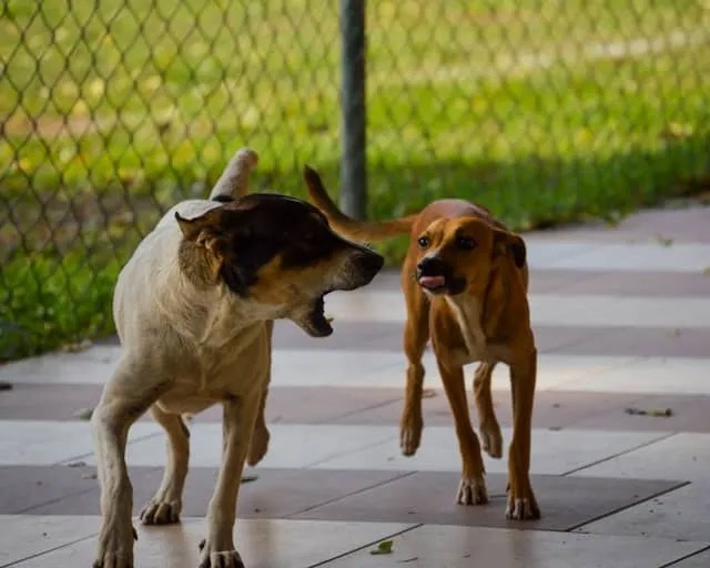 Common Dog Behavior Problems