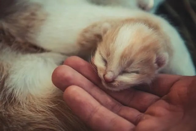 How to Take Care of a Kitten From 1 to 6 Months – Month-by-Month Guide