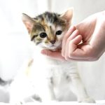 How to Take Care of a Kitten From 1 to 6 Months Featured image