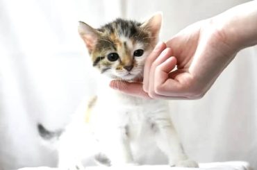 How to Take Care of a Kitten From 1 to 6 Months Featured image
