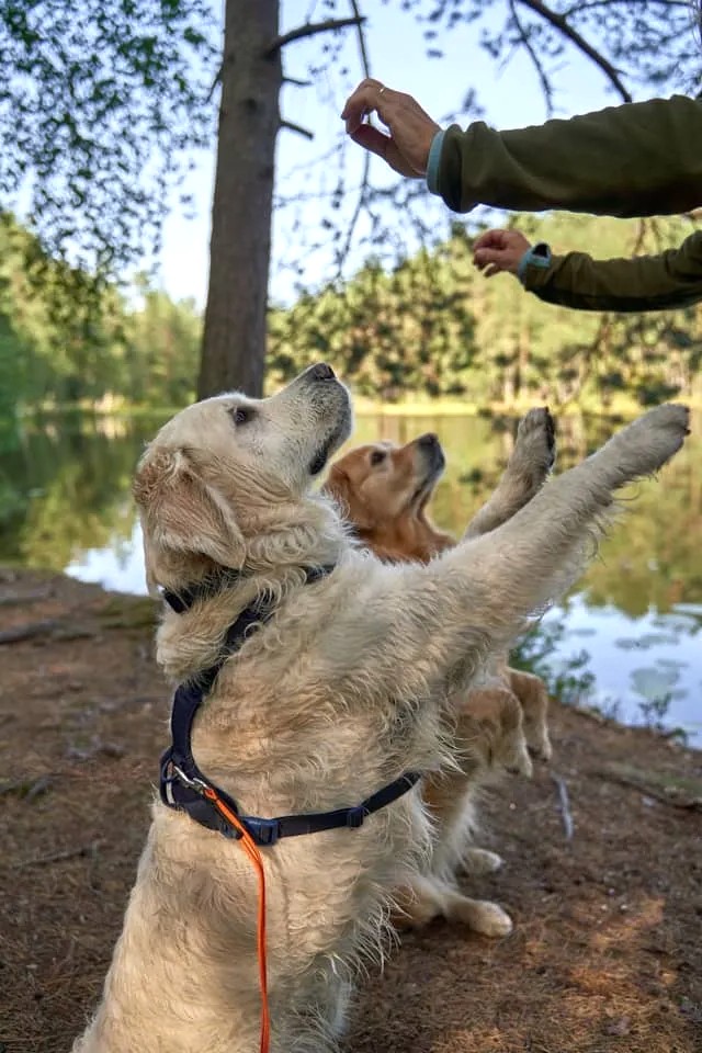 Positive Reinforcement Training