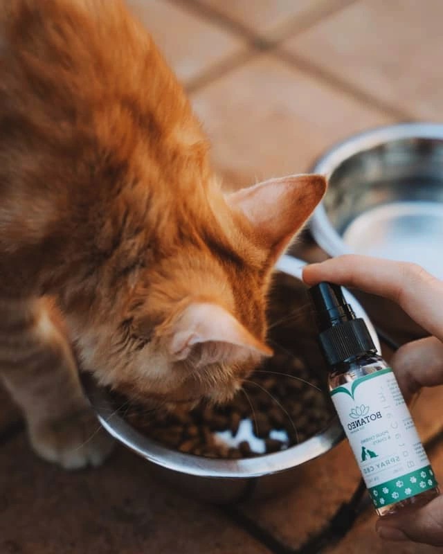 Best Supplements for Pet Health (Vet-Approved) for Overall Wellness