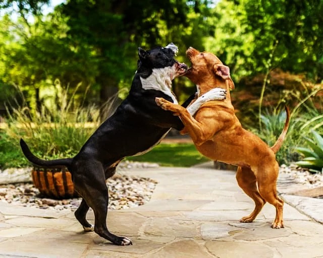 Aggression Toward People or Other Dogs