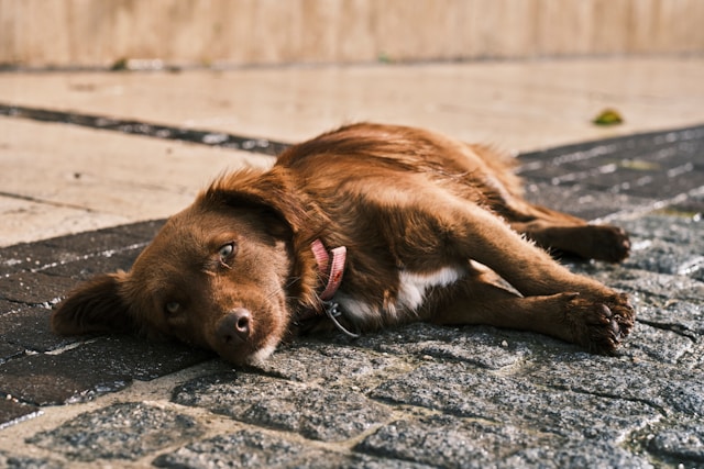 Common Triggers That Cause Stress in Dogs