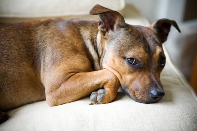 Behavioral Signs Your Dog Is Stressed or Anxious