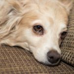 Signs Your Dog Is Stressed or Anxious
