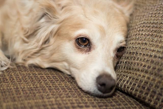 Signs Your Dog Is Stressed or Anxious