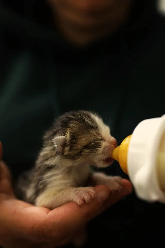 Feeding Tips for Kittens From 1 to 6 Months