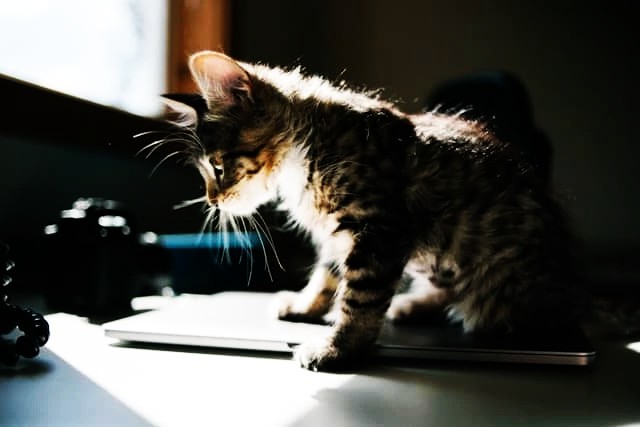 Best Cat Toys to Keep Indoor Cats Active: Climbing & Exploration Toys