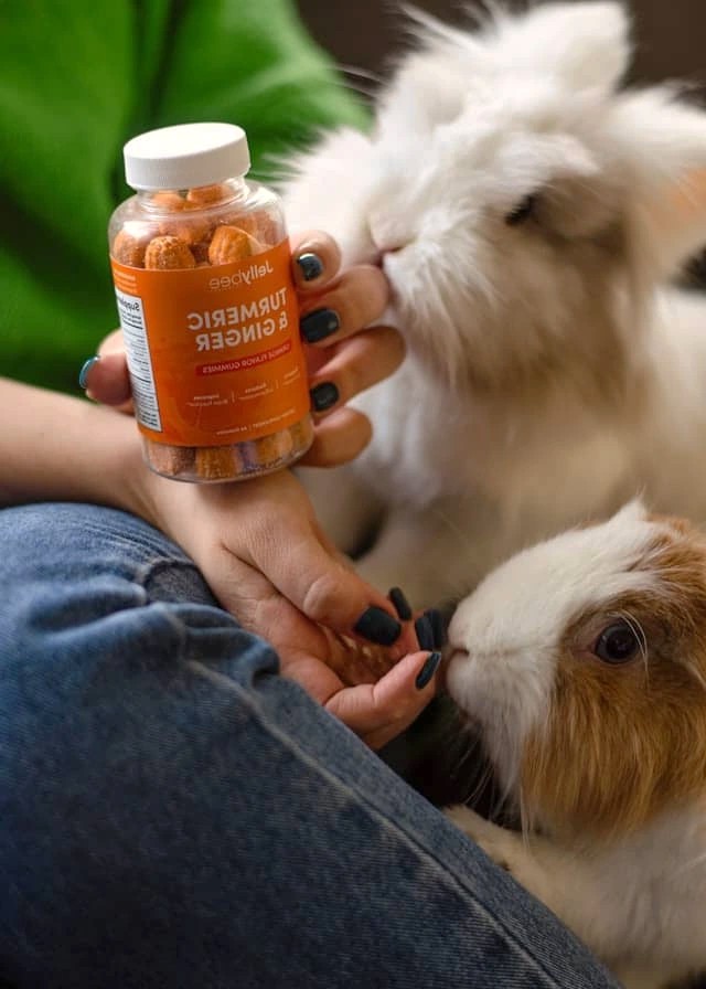 Best Supplements for Pet Health (Vet-Approved) for Skin & Coat