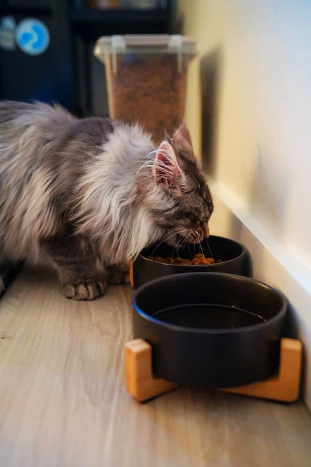 How to Calculate Exactly How Much You Should Feed Your Pet Daily