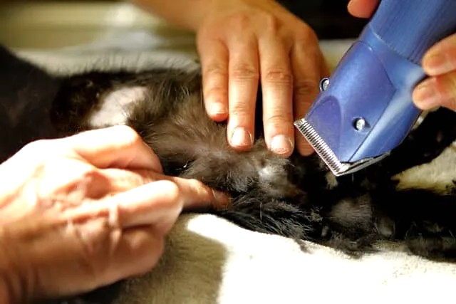 Health Care and Vet Visits for Young Kittens