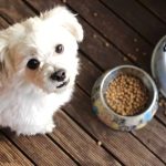 How Much Should You Feed Your Pet Daily?