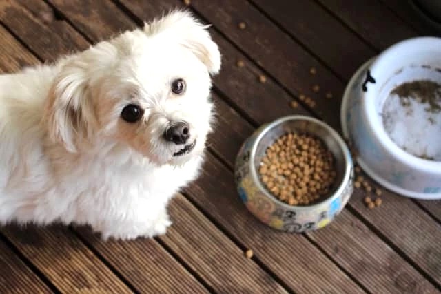 How Much Should You Feed Your Pet Daily?