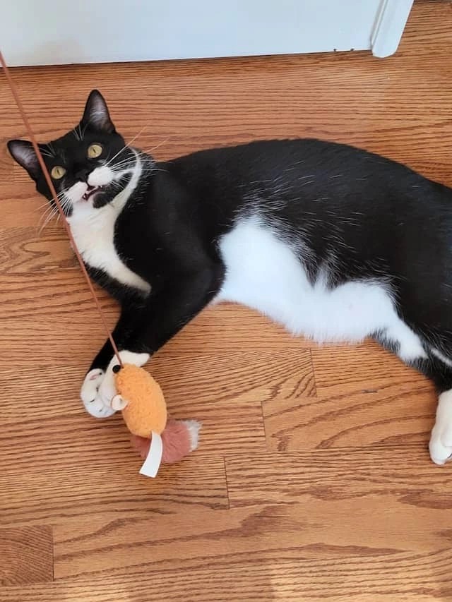 Common Mistakes When Choosing Cat Toys