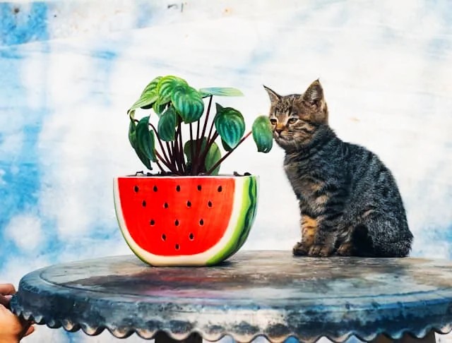 Human Foods That Are Safe for Dogs and Cats Featured image