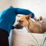 How Often Should You Bathe Your Dog? Vet-Approved Tips Featured image