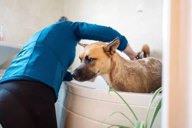 How Often Should You Bathe Your Dog? Vet-Approved Tips Featured image