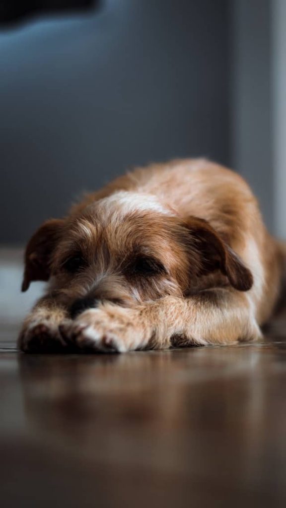 Physical Signs Your Dog Is Stressed or Anxious
