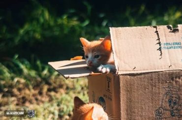 How Often Should You Clean a Cat’s Litter Box? Featured image