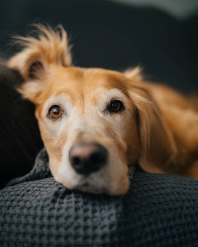 Early Signs Your Dog Is Stressed or Anxious
